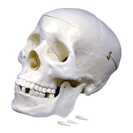 Supertek Plastic Human Skull Model B12406-S3